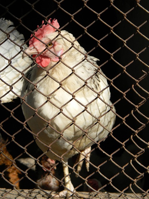 队的内线实 队的内线实